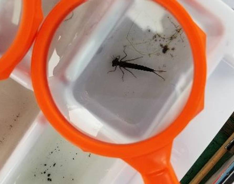 macroinvertebrate under a hand lens